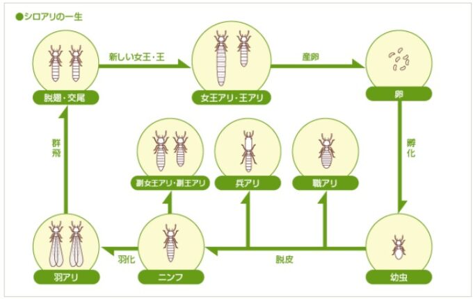 シロアリの一生・社会