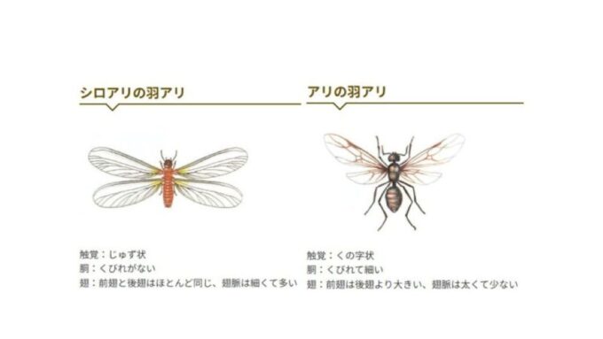 シロアリと黒アリの見分け方