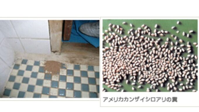 シロアリの糞 
