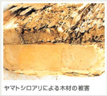 ヤマトシロアリによる木材の被害